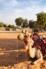 Two camels with colorful traditional decorations resting in the desert near Duba