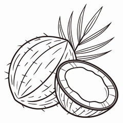 hand drawn vector illustration of a coconut