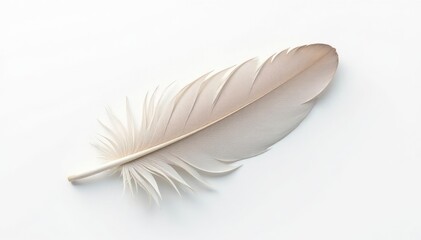Obraz premium Single bird feather, pristine white background, fauna, free