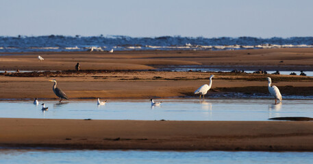 The big birds, herons, are looking for fish for breakfast.