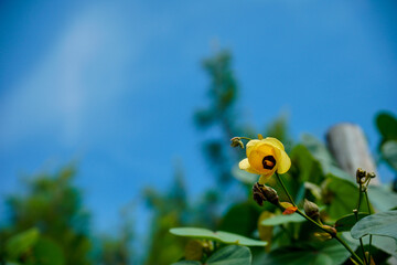 hibiscus flower with clear sky background for advertising space. display of yellow hibiscus flower at the end of tree stem.