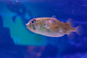 Close-Up of a Puffer Fish Swimming in a Blue Aquarium Setting © Edivier