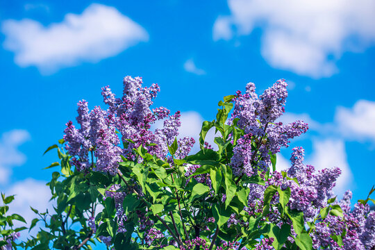  Bright purple lilacs in sunlight against a blue sky.