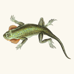 lizard vector