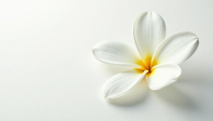 Naklejka premium Close-up of pristine white flower petals on stark white background, floral, subtle, simple