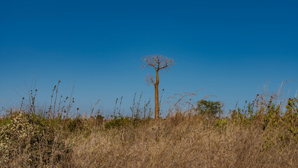 A lonely young baobab against a clear blue sky. A tall tree with a smooth, even trunk and a compact...