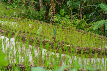 Obraz premium a stretch of young green rice planted in the rice fields