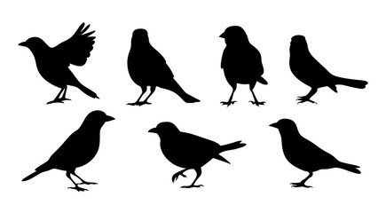 Obraz premium set of black bird silhouette vector on white background