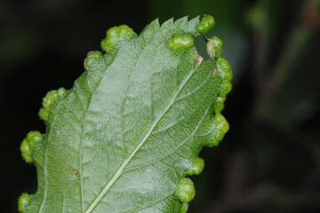 Pflaumenblatt-Beutelgallmilbe; Phytoptus similis