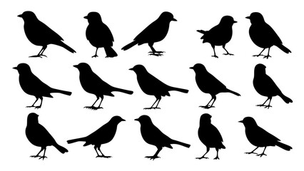 Obraz premium set of black bird silhouette vector on white background