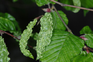 Hainbuchengallmilbe,  Eriophyes macrotrichus