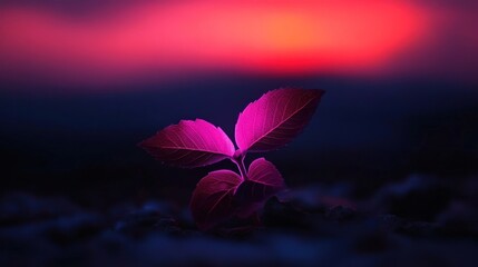 Tiny sprout at sunset glows purple