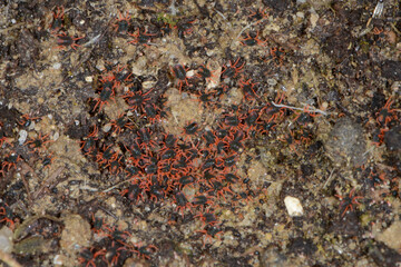 Wintergetreidemilbe, Penthaleus major Dugés