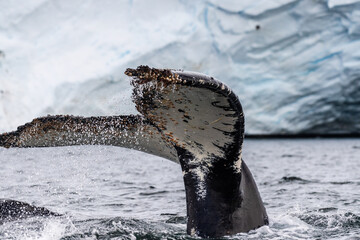 Close-up of the tail of a diving humpback whale -Megaptera novaeangliae. Image taken in the Graham...