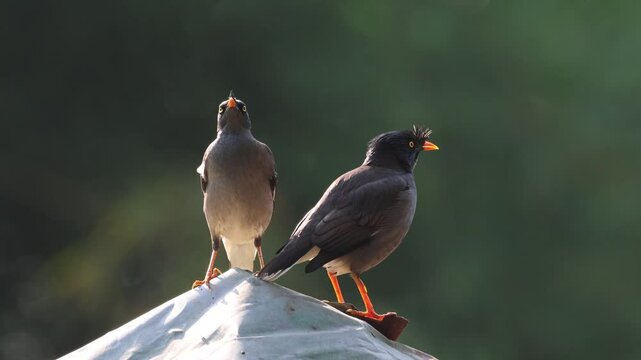 4k footage of a pair of common myna bird.this video was taken from Chittagong,Bangladesh.