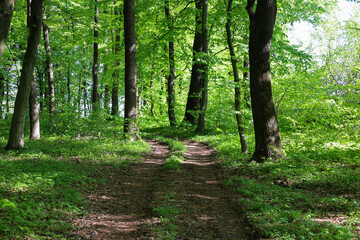 Obraz premium Forest path forks among tall trees bathed in bright sunlight filtering through the young green foliage. The calm atmosphere of the spring forest invites for a walk and enjoyment of natural beauty.