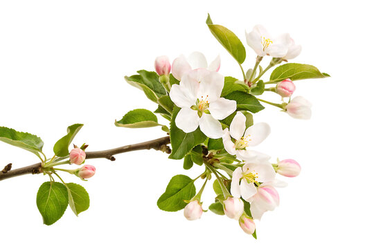 apple tree flowers