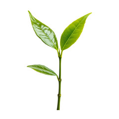 Fresh green tea leaf isolated on a clean transparent background showcasing its vibrant color and natural beauty, Green tea leaf isolated on transparent background background
