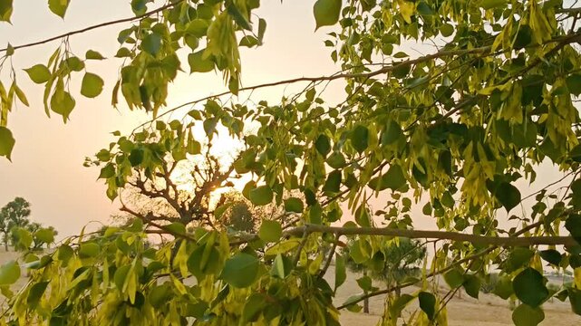 Sunlight Filtering Through Peepal Tree Leaves in a Rural Landscape

