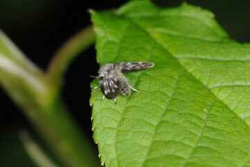 Schmetterlingsmücke,  Pericoma sp.