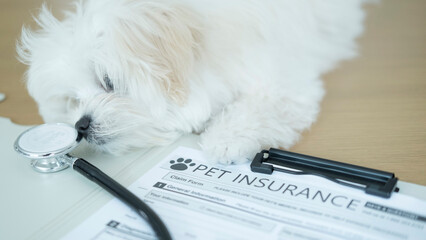Cute white puppy leaning over pet insurance form and joyfully handling the paperwork, representing...