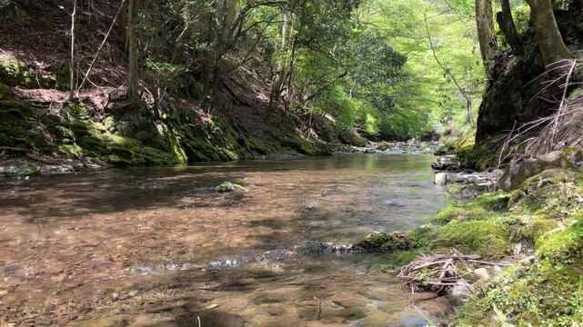 賀茂川の上流の雲ヶ畑の渓流
