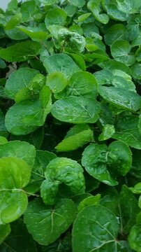 Fresh Polyscias scutellaria covered with water droplets after rain, showcasing vibrant colors and natural textures in a close-up shot.
