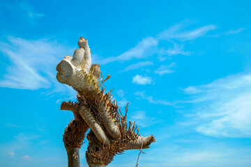 view of dry bamboo roots against a clear sky background for advertising space.