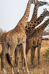 Close-up of Masai Giraffe - Giraffa tippelskirchi- feeding off acacia trees in the Serengeti, Tanzania