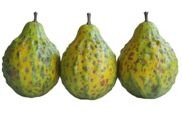 Three odd-shaped pears with mottled yellow-green and red patterns