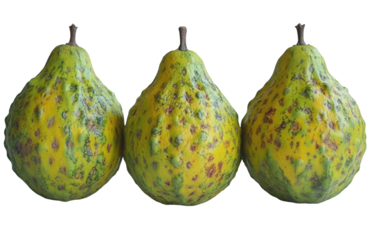 Three odd-shaped pears with mottled yellow-green and red patterns