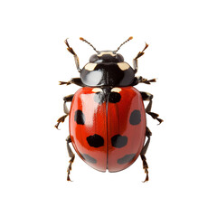 Closeup of a ladybug resting on a transparent background with distinct red and black coloration showcasing its features, Ladybug insect bug beetle ladaybird transparent background