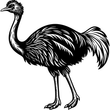 Flat ostrich bird icon, animal black silhouette vector art.