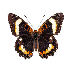 Fototapeta premium Nymphalis antiopa butterfly perched gracefully on a transparent background showcasing vibrant colors and exquisite details, Nymphalis antiopa butterfly, isolated on transparent background