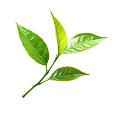 Obraz premium Fresh green tea leaves isolated on a transparent background, showcasing their vibrant color and natural texture, tea leaf isolated on transparent background background