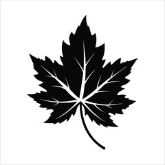 Fototapeta premium Vine Maple Leaves icon of silhouette vector illustration on white background 