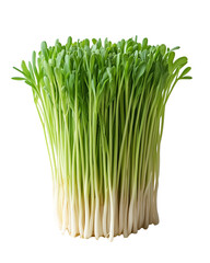 Fresh Green Sprouts Healthy Vegan Food