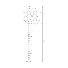 Obraz premium Chlorophyll a Molecular Structure Diagram with Porphyrin Ring and Phytol Tail – Chemical Structure of Photosynthetic Pigment for Biology and Biochemistry Education