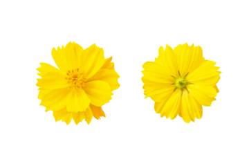 yellow flowers cosmos arrangement flat lay postcard style 