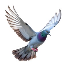 Fototapeta premium Blue pigeon flying gracefully with wide open wings in sky high resolution picture