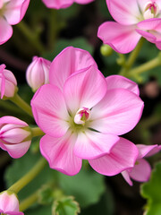 Beautiful close-up of pelargonium betulinum