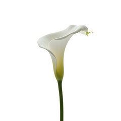 Elegant Single White Calla Lily on Transparent Background