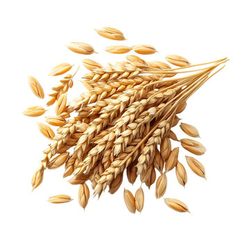 Golden Wheat Ears, Grains, Harvest, Agriculture, Cereal, Farming, Nature, Food, Isolated, Background