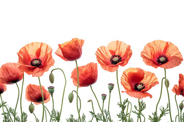 Fototapeta premium Vibrant orange poppies blossom against black background delicate petals nature beauty floral art