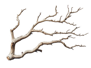 Fototapeta premium Dry Twisted Tree Branch Isolated Black Background