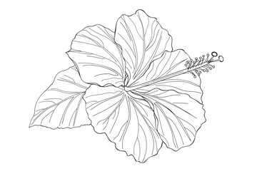 Hand drawn vector of peony flower isolated on white background for coloring page. Black and white  stock illustration of plant for coloring book.