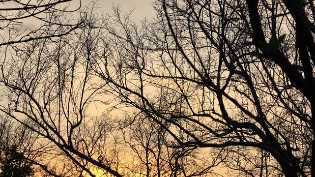 Tall leafless trees or deciduous trees in cloudy and gloomy weather in the background.