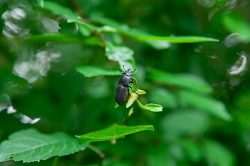 Hirschkäfer-Weibchen im Wald