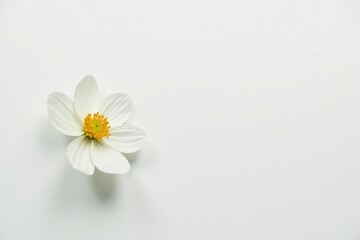 Delicate white flower blossom against pure white background, art, backdrop, background