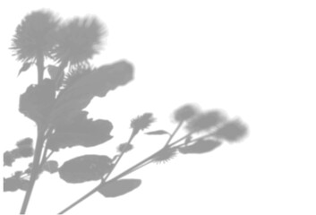 The shadow of a thistle bush on a white wall. A black and white image to overlay on a photo or mockup